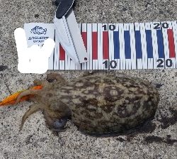 エギングとショアジギング②