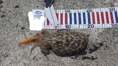 エギングとショアジギング②