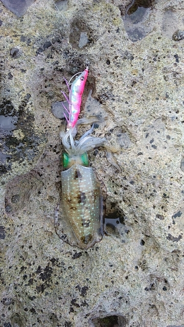 寝過ぎたけどたぶん関係なかったエギング