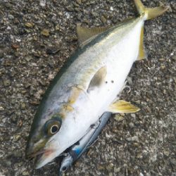 プチ青物祭り開催