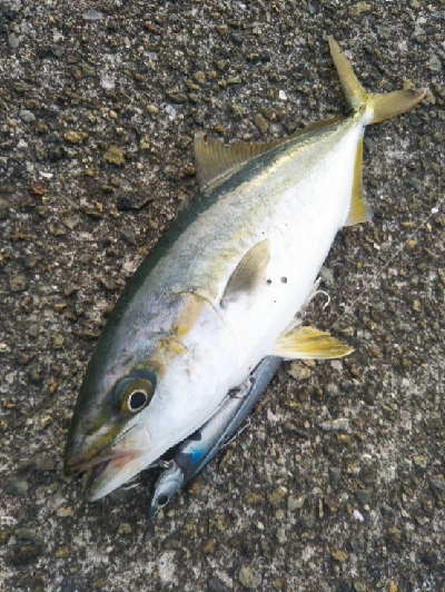 プチ青物祭り開催