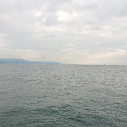 初サヨリチャレンジ