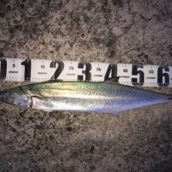 アジの入れ食い！！！！やはり、ボウズのがれは鉄板！！！！！！