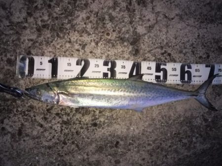 ワインドでサワラ