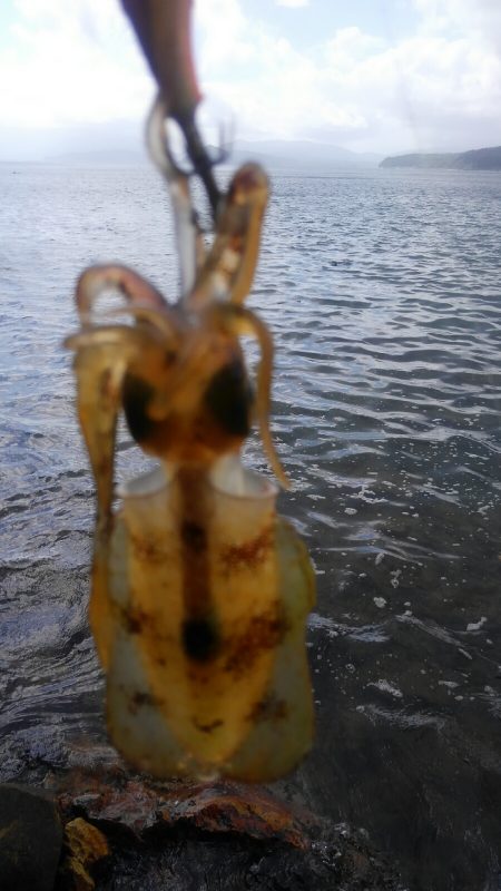 3連休後 墨跡、激増