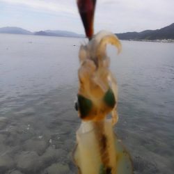 やっと群れ入ってきました