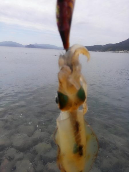 やっと群れ入ってきました