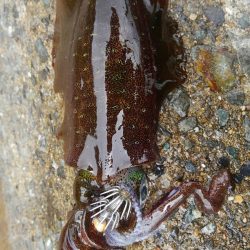 やっと、100g アップしたのに？