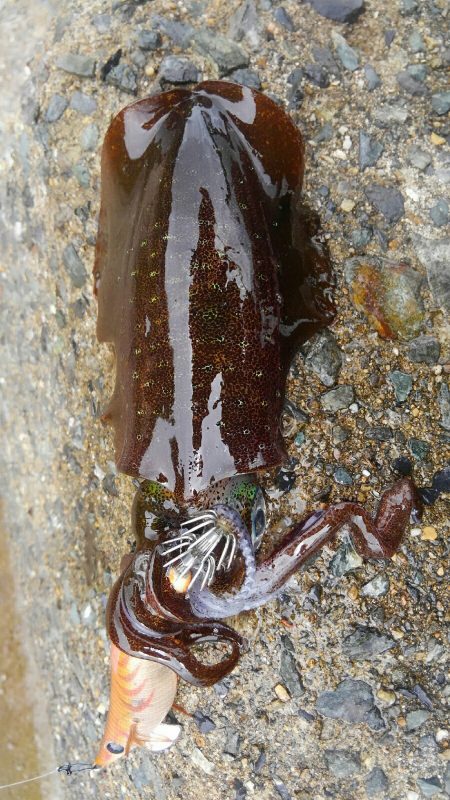 やっと、100g アップしたのに？