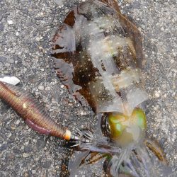 潮動かず、イカは?