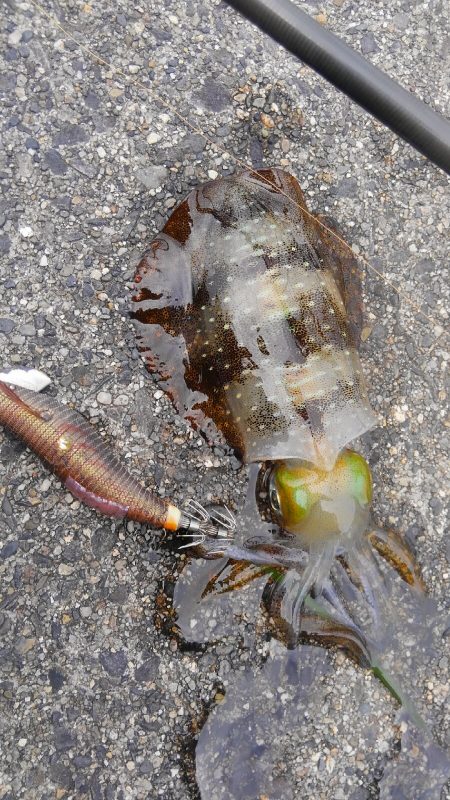 潮動かず、イカは？