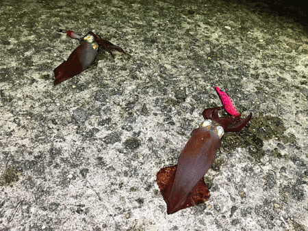 瀬戸内の島ケンサキエギング(2019-3)