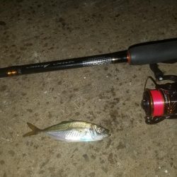 アジング楽し～♪