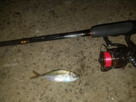 アジング楽し～♪