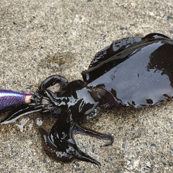 日本海エギング(2019-1)