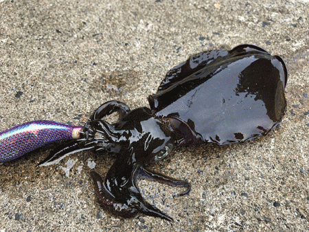 日本海エギング(2019-1)