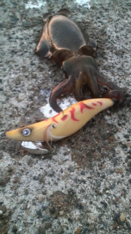 エギ王VS餌木蔵