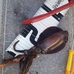 秋イカエギング調査