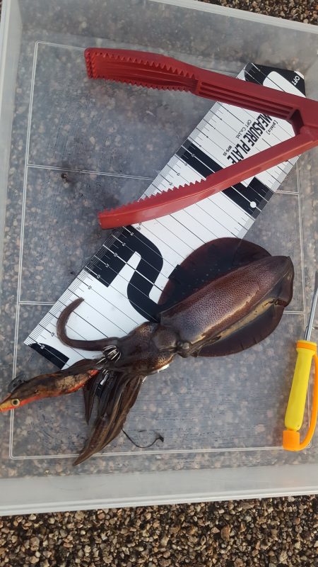 秋イカエギング調査