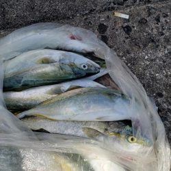 ドラゴンゲット！