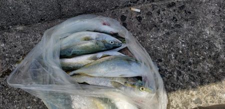 ドラゴンゲット！