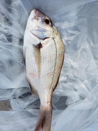 SUPフィッシング