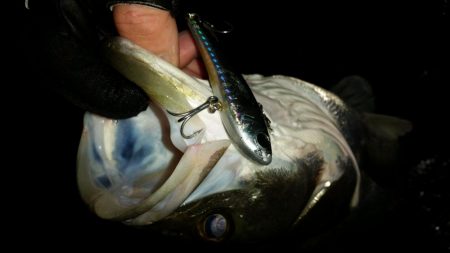 シーバスナイトゲーム