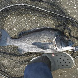 朝ﾏﾂﾞﾒだけど活性が低い