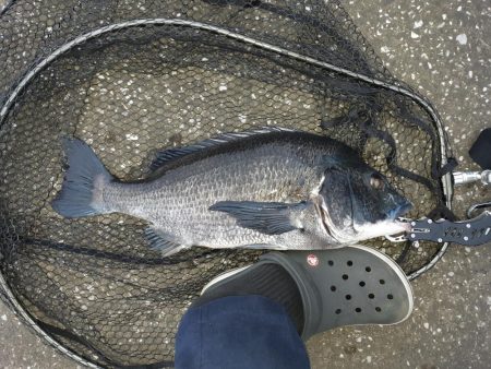 朝ﾏﾂﾞﾒだけど活性が低い