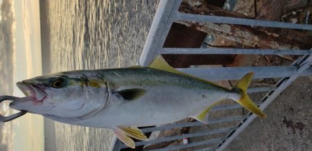 タチウオ不発❗