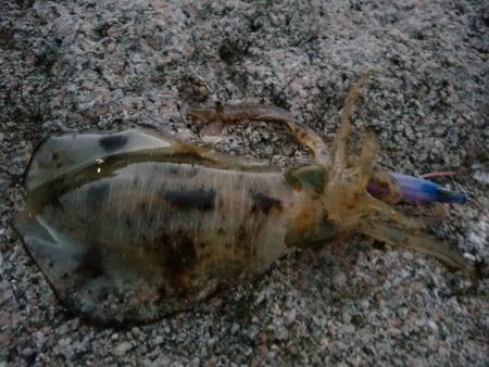 いろいろ、ランガンして…