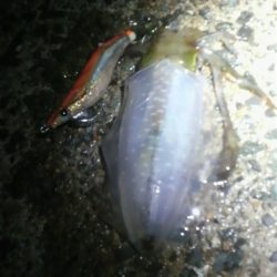 #日本海 美味しい カマス絶好調!