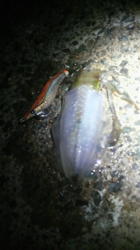 #日本海 美味しい カマス絶好調!