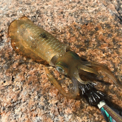 瀬戸内の島エギング(2019-3)