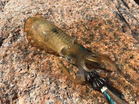 瀬戸内の島エギング(2019-3)