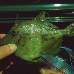 ゴカイで探り釣り