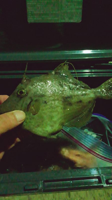 ゴカイで探り釣り