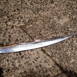 アジ時々太刀魚