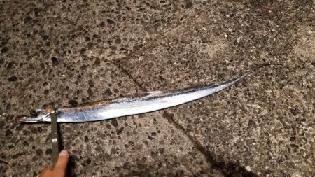 アジ時々太刀魚