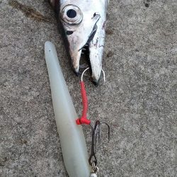 タチウオとハマチとサゴシ