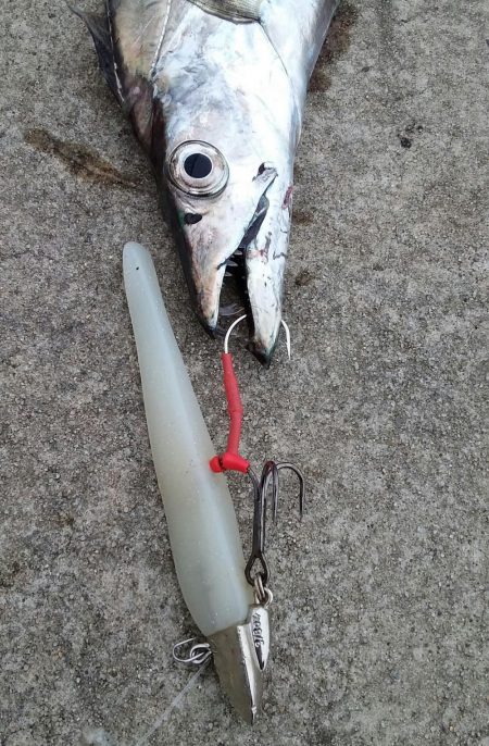 タチウオとハマチとサゴシ