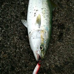 初ハマチGetです♪