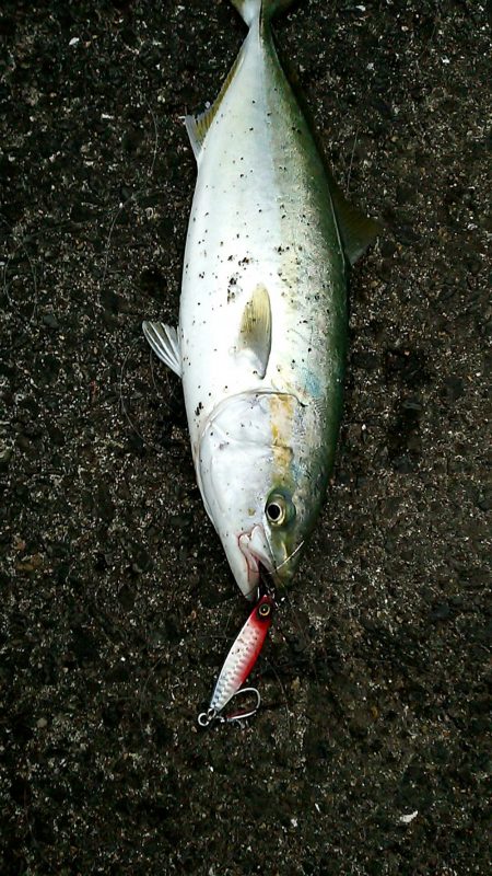 初ハマチGetです♪