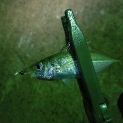 アジを求めて~♪ヽ(´▽`)/