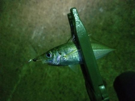 アジを求めて~♪ヽ(´▽`)/