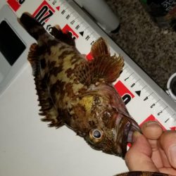 アジ、カサゴラッシュ