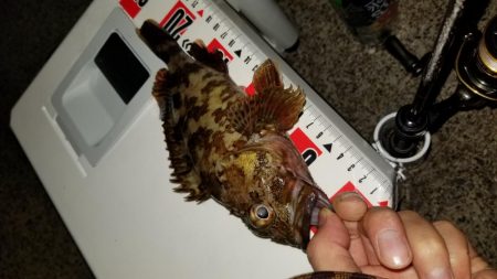 アジ、カサゴラッシュ