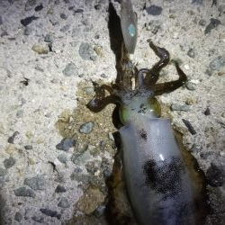 アオリ新子リベンジ！