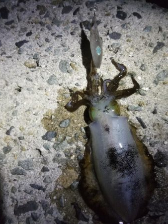 アオリ新子リベンジ！