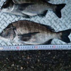 大潮の夕マヅメはアツイ❗